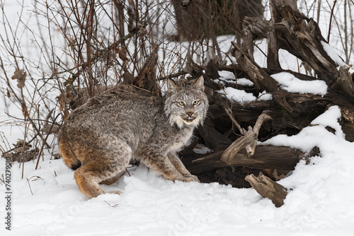 Canadian Lynx (Lynx canadensis) Crouches Next to Root Bundle Winter