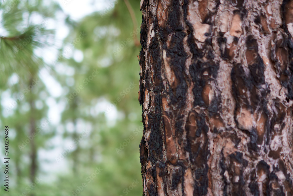 burned bark of a tree