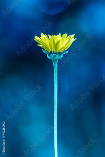 pojedynczy żółty kwiat na rozmytym tle podobny do topinamburu