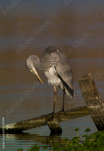 Bilde på lerret great blue heron ardea cinerea Airone cenerino, Grey Heron (Ardea cinerea)