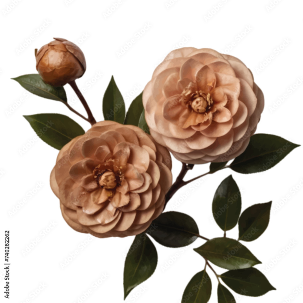 bouquet of brown color Camellia flowers isolated bouquet of brown color Camellia flowers isolated