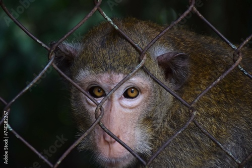 Monkey in captivity photo