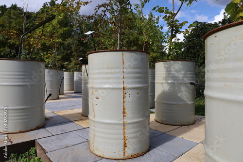 permaculture technique of growing vegetables inside recycled oil barrels