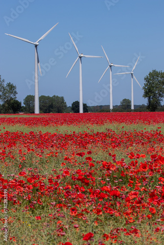 Rot blühendes Mohn Feld mit Windrädern im Sommer. photo