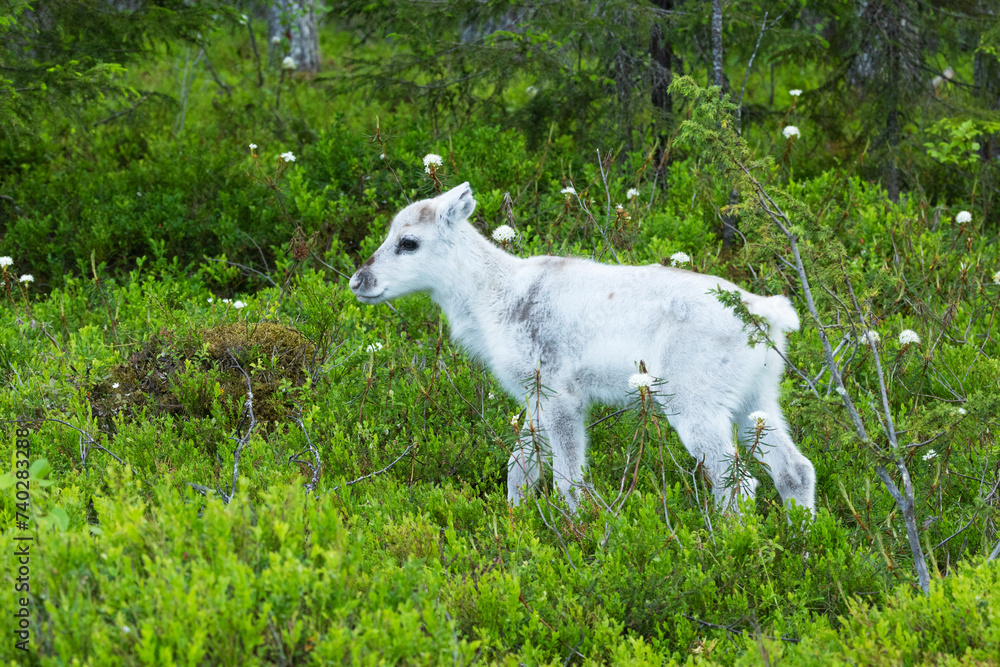 Obraz premium An adorable Reindeer calf with white fur standing in the middle of lush forest near Kuusamo, Northern Finland