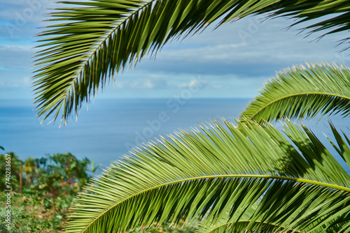 The ocean through a palm tree