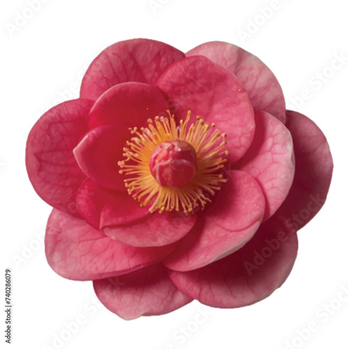 Pink Camellia flower isolated on white