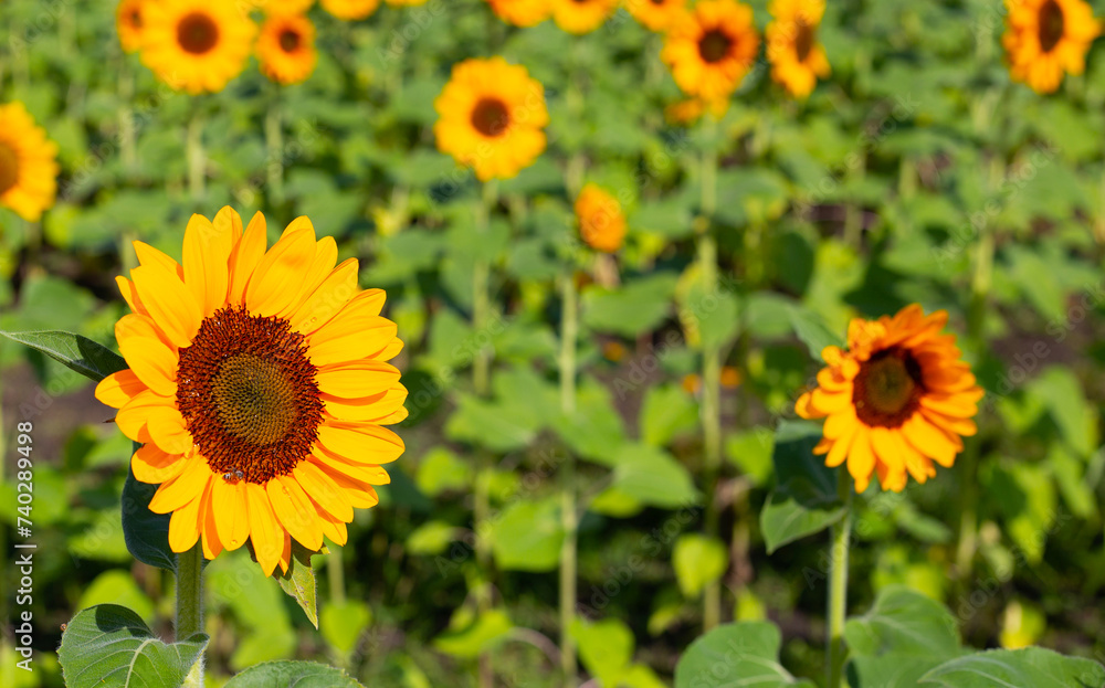 Obraz premium Sunflower field, Beautiful summer landscape.