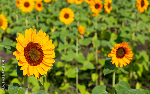 Sunflower field  Beautiful summer landscape.