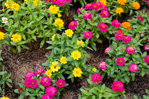 Zinnia flower in the garden