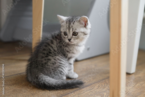 A small grey kitten is sitting on the floor under the kitchen table. place for the text