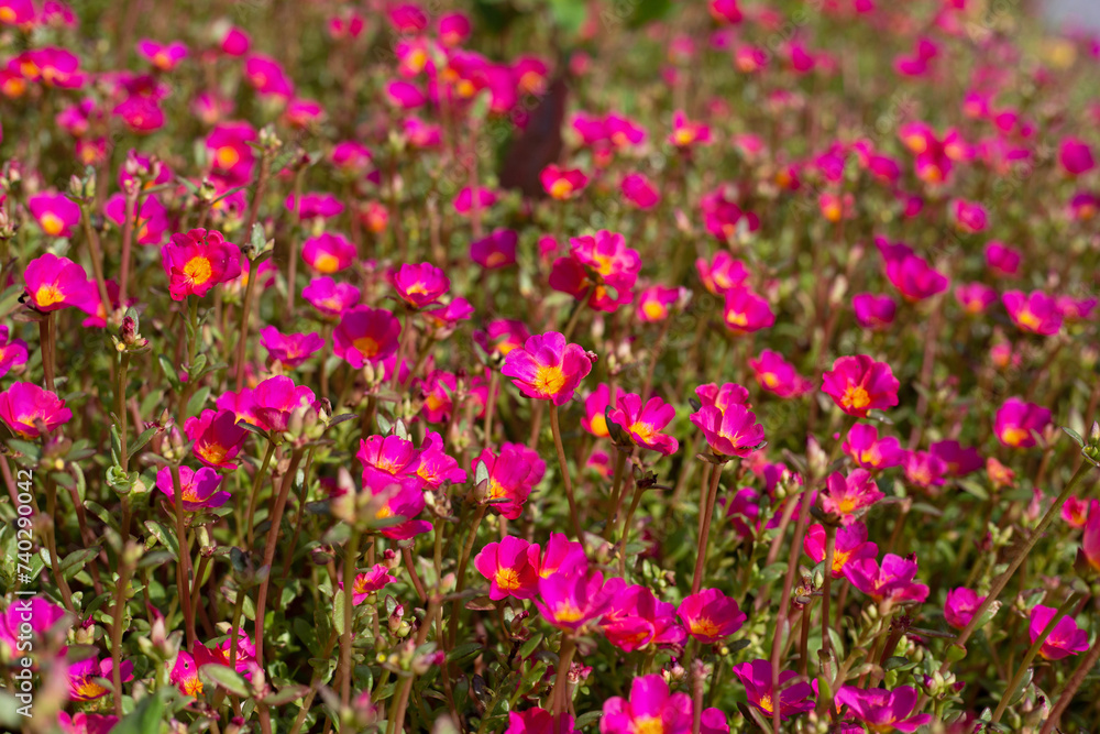 Portulaca pink flower (Moss rose plants) Portulaca pink flower (Moss rose plants)