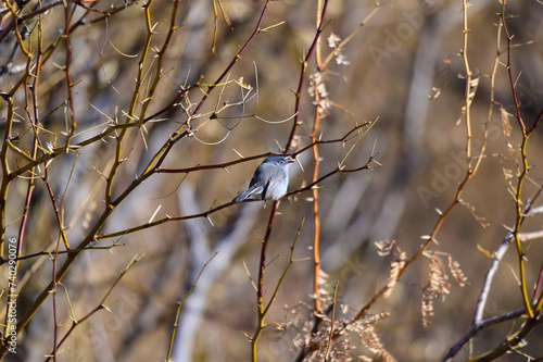 A black tailed gnatcatcher perches in a tree at Big Bend National Park, in southwest Texas. photo