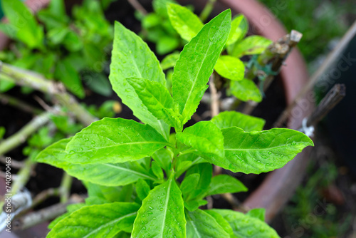 Wallpaper Mural Purple passion vine, Purple velvel plant (Gynura divaricata (L.) DC.) Torontodigital.ca