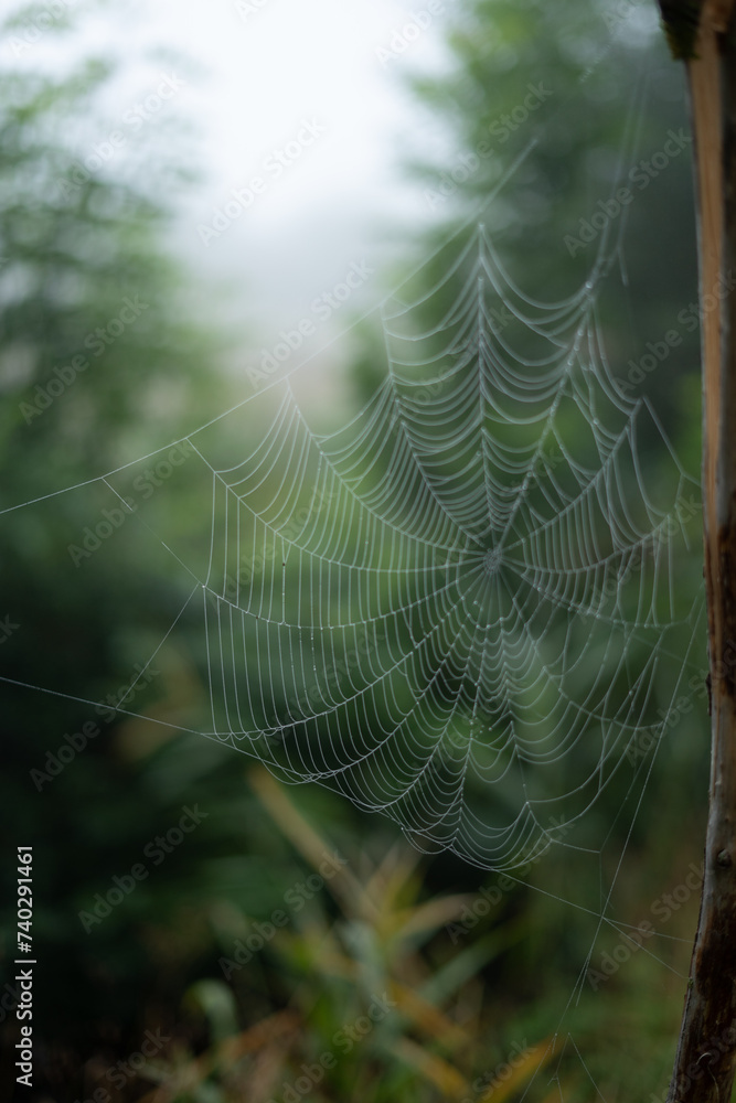 Toile D'Araignée