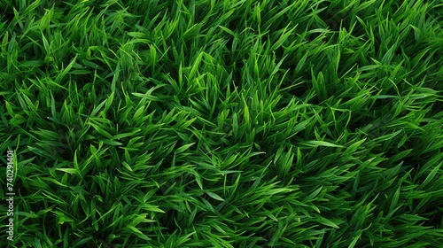 Vibrant Close-Up of Lush, Verdant Canadian Grass Field Bathed in Sunlight