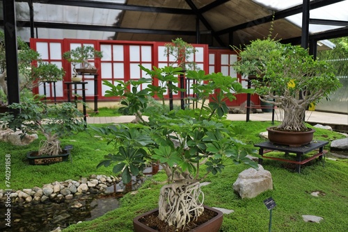 bonza   trees collection in Vincennes garden  botanical  exhibition   japanese style interior