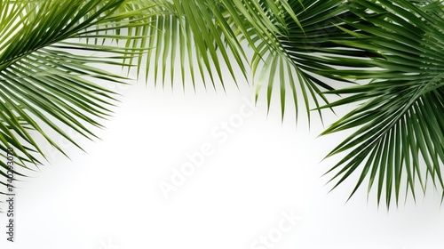 Vibrant Collection of Exotic Palm Leaves Showcased on White Background for Tropical Designs © StockKing