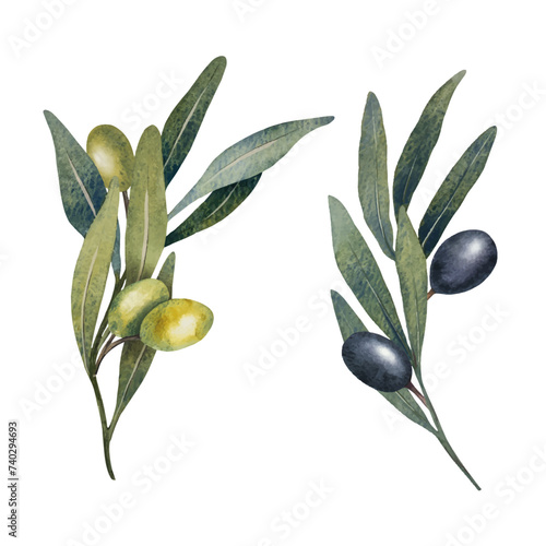 Vector olive tree leaves, branch, watercolor green and black olives fruit isolated on white background. Hand painted floral illustration for wedding stationary, greetings, wallpapers, print, fabric.