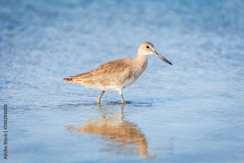 Willet wading Willet wading
