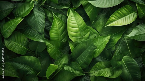 Vibrant Tropical Foliage Background with Lush Green Leaves in a Refreshing Flat Lay Composition