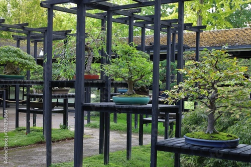 bonzaï trees collection in Vincennes garden ,botanical exhibition