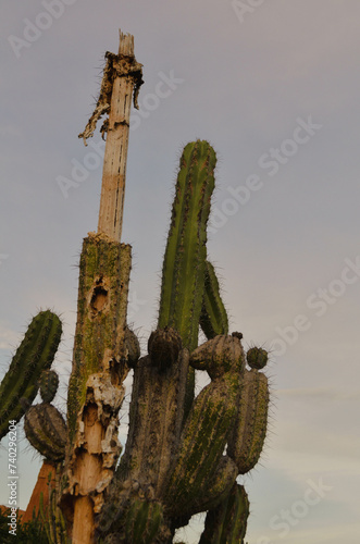 árbol, cactaceae, cielo, desierta, azul, naturaleza, carnegiea gigantea, arizona, fábrica, verde, madera, paisaje, escultura, estatua, bosque