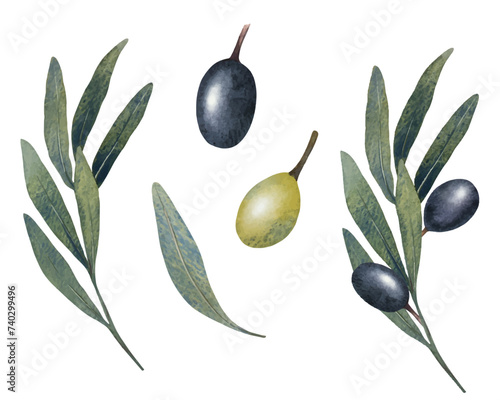 Vector olive tree leaves, branch, watercolor green and black olives fruit isolated on white background. Hand painted floral illustration for wedding stationary, greetings, wallpapers, print, fabric.