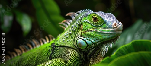 A vibrant green iguana conor perches on a leafy plant, showcasing its striking coloration and natural habitat. photo