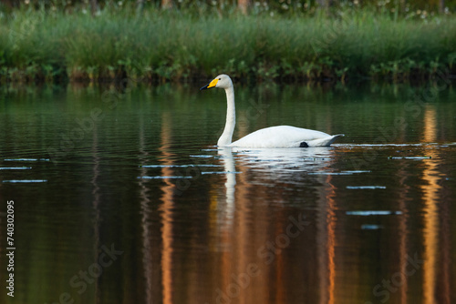 Closeup of a lonely Whooper swan swimming on a calm lake on a summer morning near Kuusamo, Northern Finland	