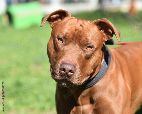 un serio perro de raza pitbull en un parque