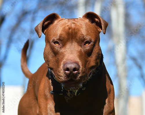 un serio perro de raza pitbull en un parque photo