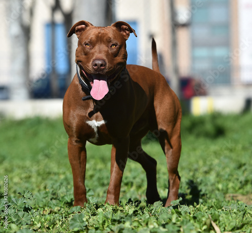 un poderoso perro de raza pitbull