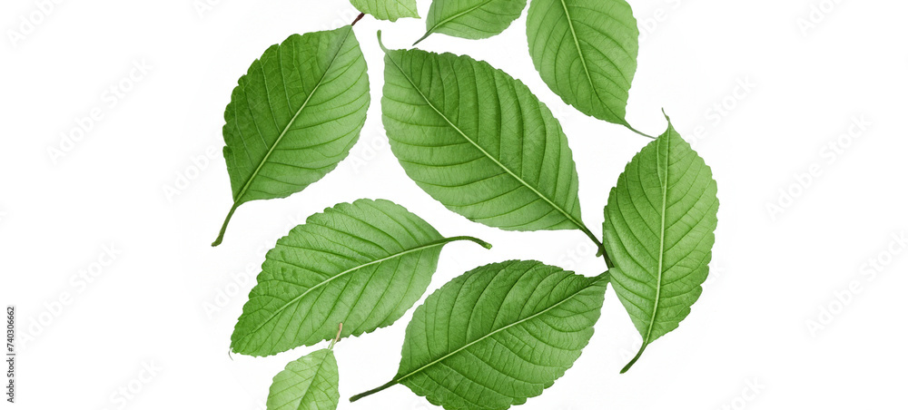 Green Detailed Fresh Healthy Leaves Isolated Green Detailed Fresh Healthy Leaves Isolated