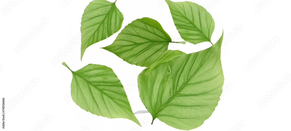 Green Detailed Fresh Healthy Leaves Isolated Green Detailed Fresh Healthy Leaves Isolated