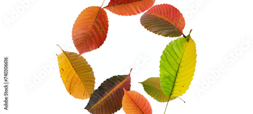 Colorful Fall Season Detailed Fresh Leaves Isolated