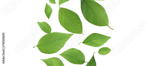 Green Detailed Fresh Healthy Leaves Isolated