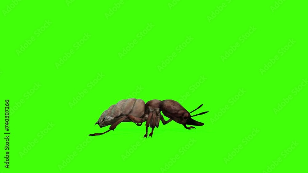 Vidéo Stock 3D Termite insect walking loop on chroma key with cycle ...