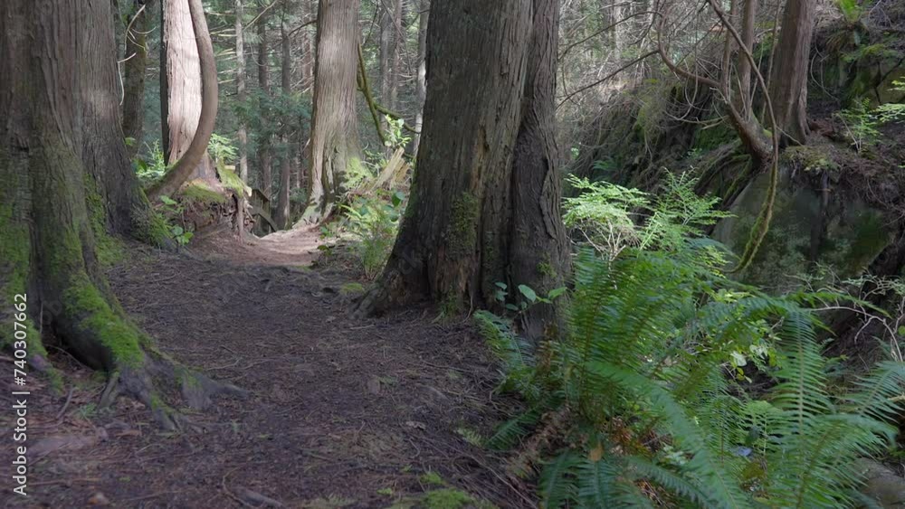 Establishing shot of trail in park in slow motion at in Vancouver, Canada, North America. Day time on Sep 2023. Still camera. ProRes 422 HQ. Establishing shot of trail in park in slow motion at in Vancouver, Canada, North America. Day time on Sep 2023. Still camera. ProRes 422 HQ.