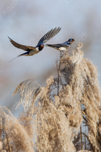 Barn Swallow playing in the field