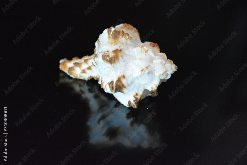 Beautiful and bright sea white, brown shell arranged on a black glossy background.