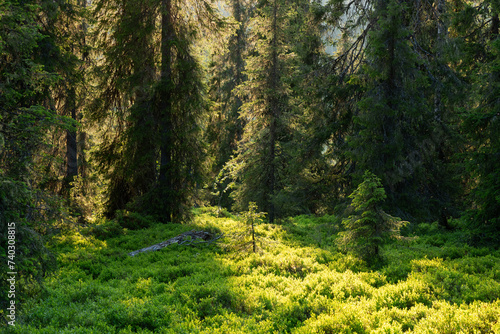 A sunny summer evening in a primeval forest in Riisitunturi National Park  Northern Finland