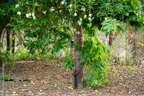 Wallpaper Mural Mango fruits (Mangifera indica) still hanging on the tree and ripe fruits that have fallen from the tree and are lying on the ground for insects and chickens to eat. Solimoes, state of Para, Brazil. Torontodigital.ca