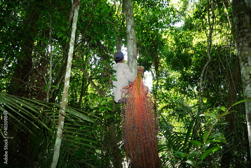 Unidentifiable Brazilian native climbs a tall Oenocarpus palm tree in the Amazon rainforest to harvest whole cones of Oenocarpus Bacaba fruit. They are processed into a healthy juice.