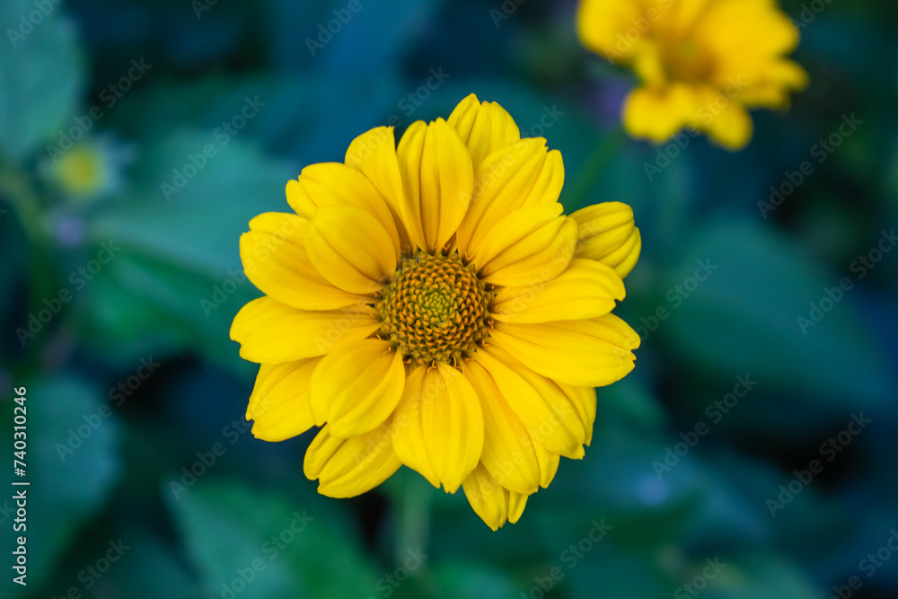 Closeup photo of a yellow heliopsis flower against a dark green background Closeup photo of a yellow heliopsis flower against a dark green background