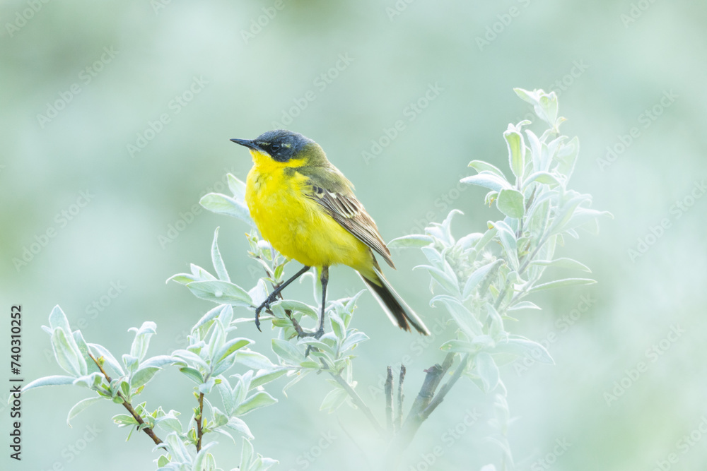 Closeup of a colorful Yellow wagtail perched in the middle of Willow bushes on a summer evening on a wet meadow in Riisitunturi National Park, Northern Finland Closeup of a colorful Yellow wagtail perched in the middle of Willow bushes on a summer evening on a wet meadow in Riisitunturi National Park, Northern Finland