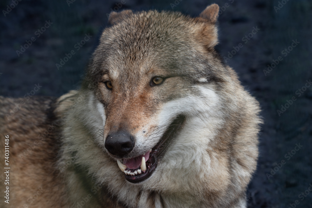 Wolfs-Potrait