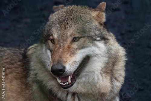 Wolfs-Potrait