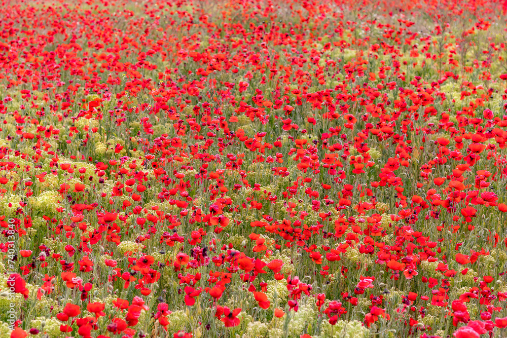 Lush flowering of poppy in steppe. Papaver rhoeas. Field is bright red from blooming poppies