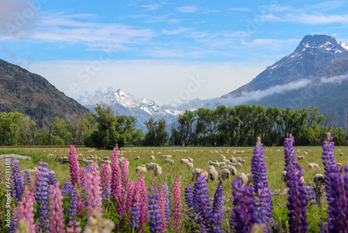 New Zealand sheep and mountain landscape with lupin flowers 